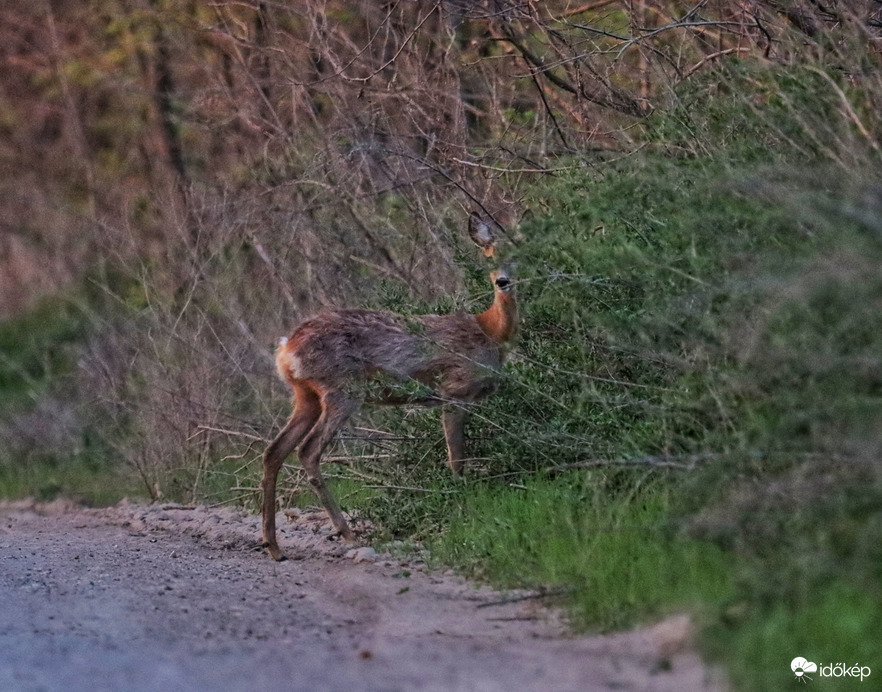 Szabadtéri állatkert