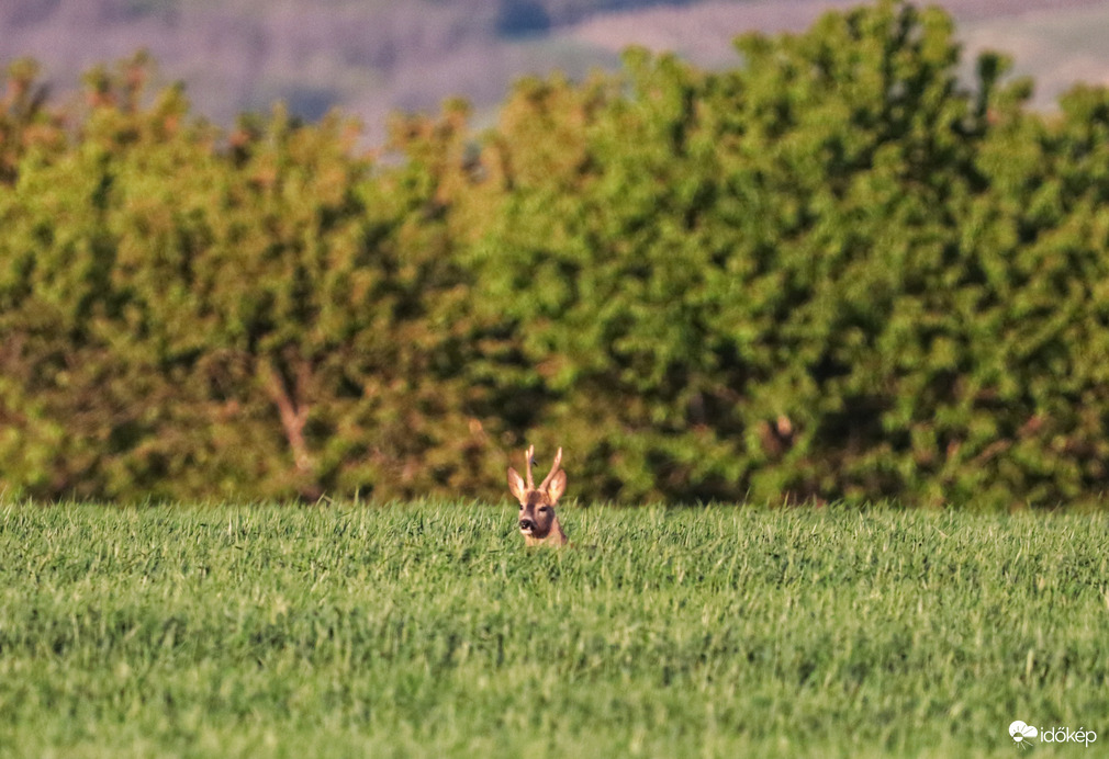 Szabadtéri állatkert