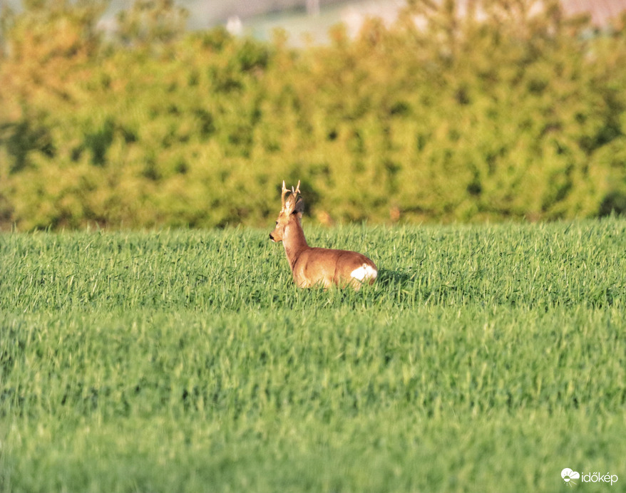 Szabadtéri állatkert