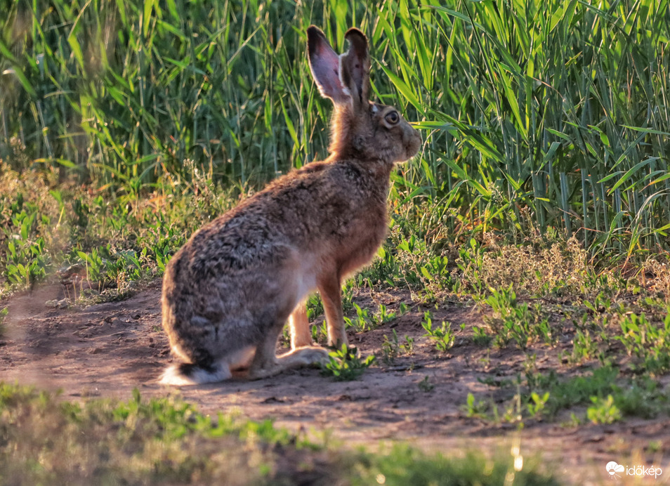 Szabadtéri állatkert