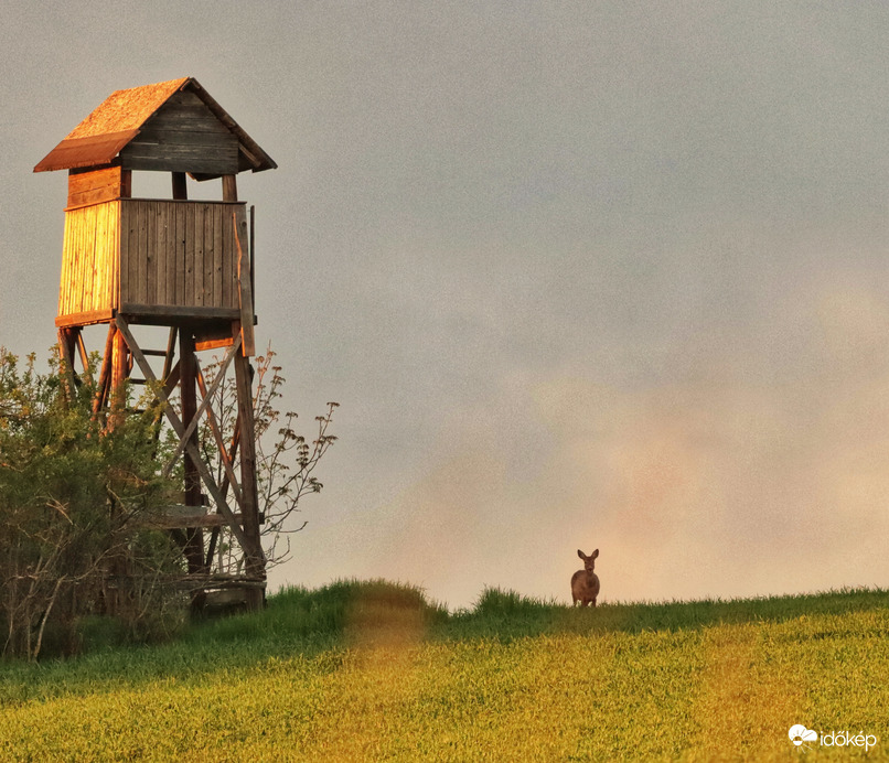 Na, hol vagy vadász??