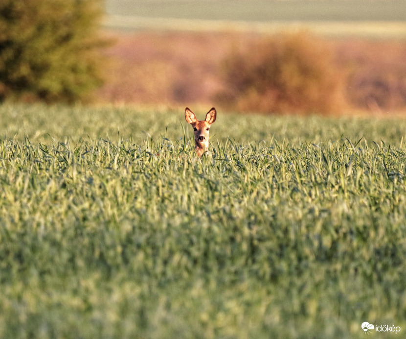 Szabadtéri állatkert