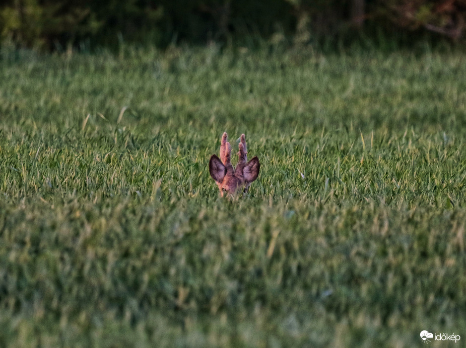 Szabadtéri állatkert