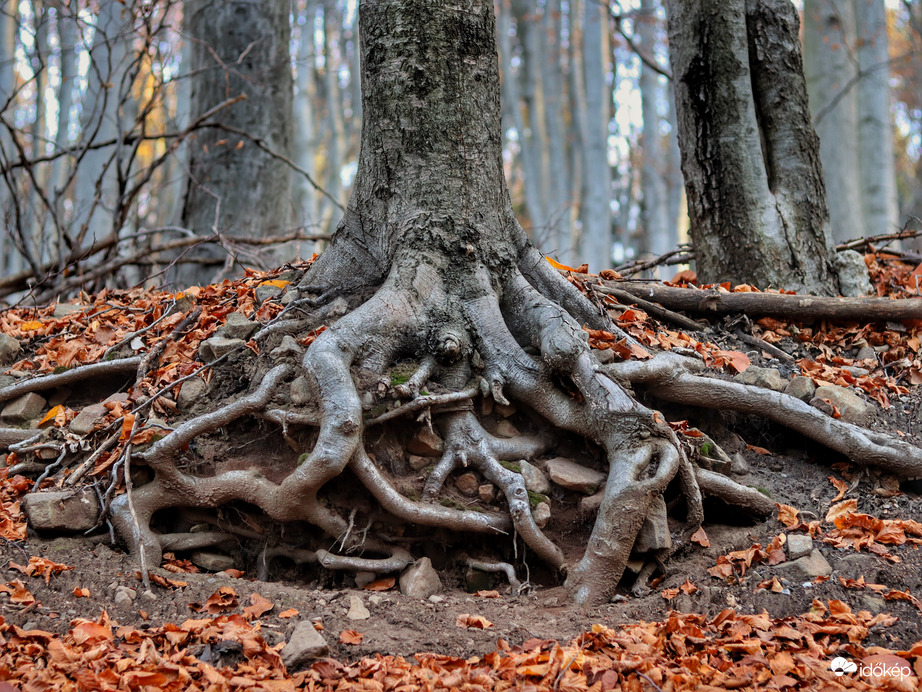 Földbe gyökerezett a lába