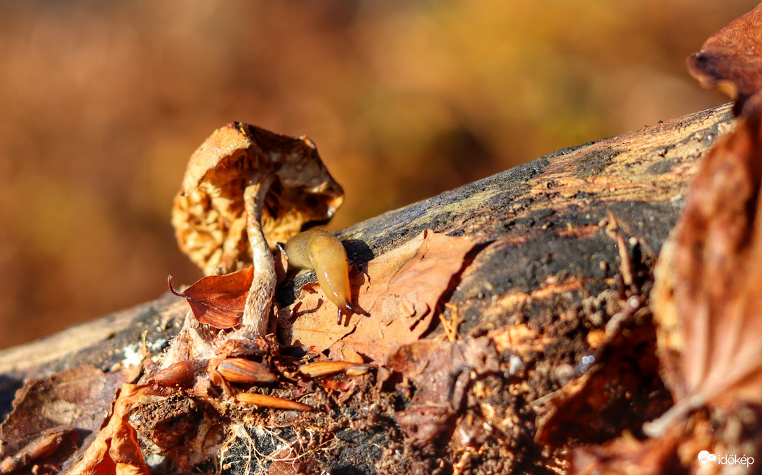 Csá gomba, jössz játszani?