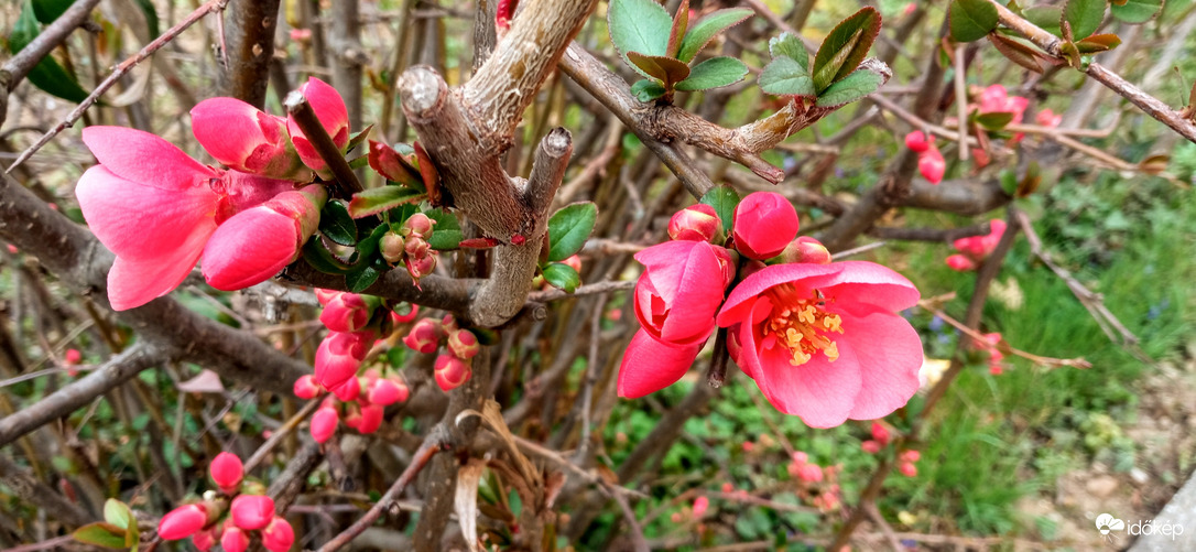 Beindult a japánbirs