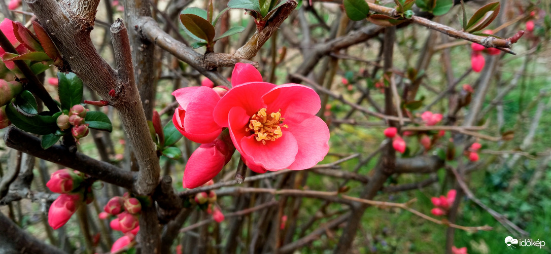 Beindult a japánbirs