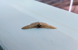 Mai ritkaság: szalagos tarkamoly (idaea aversata ab. remutata)