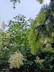 Madocsa