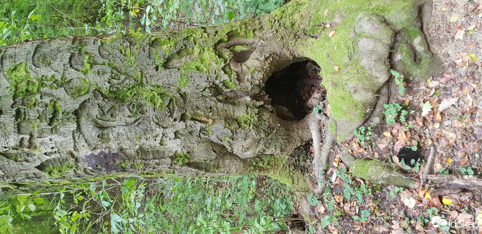 Hieroglifák.