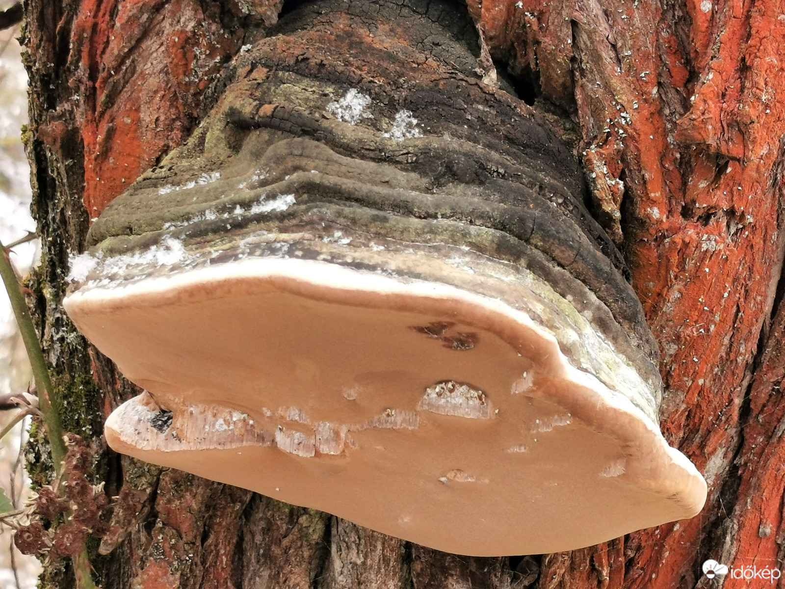 Tapló