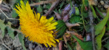 spongyabob8 fotója