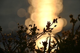 Tyúkhúr is lehet szép 