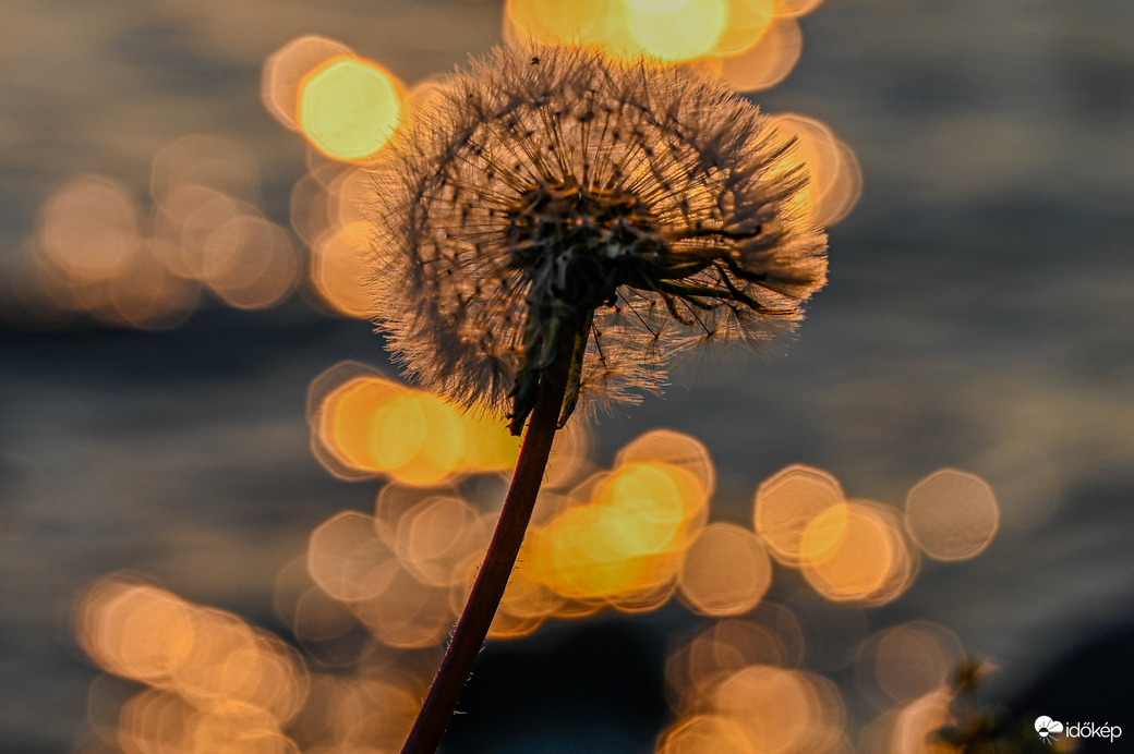 Fénygombolyagok ölelte pitypang 