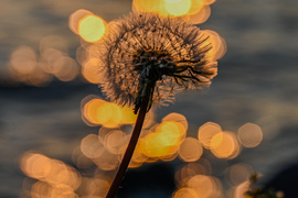 Fénygombolyagok ölelte pitypang 