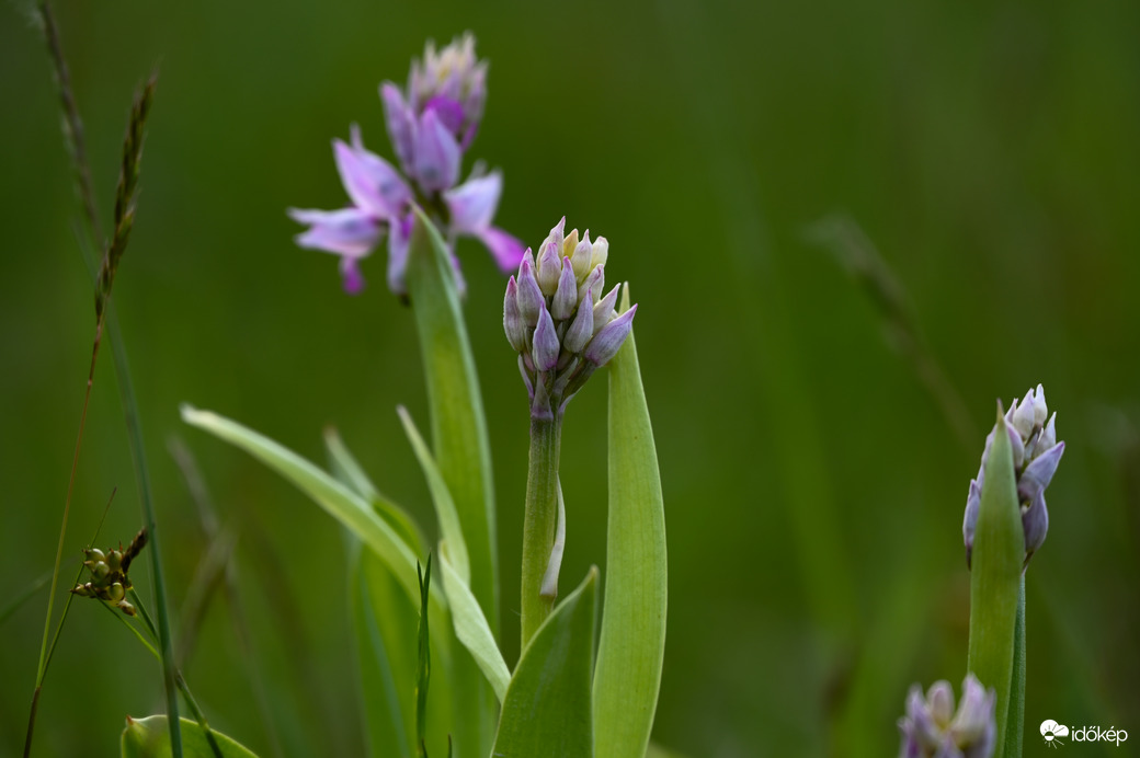 Vitéz kosbor a mezőn 