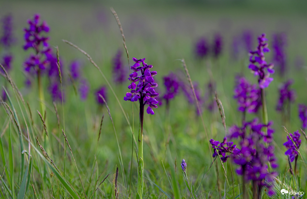 Agár kosborok a mezőn , igazi kuriózum 