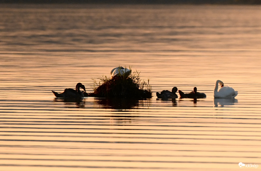 Kis család a selymesen aranyló vízen 