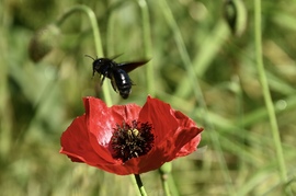 Röpte 