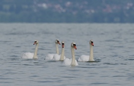 Az első strandolók 