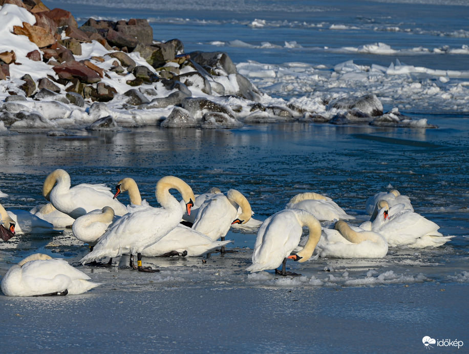 Jeges reggeli szépítkezès hattyúéknál 