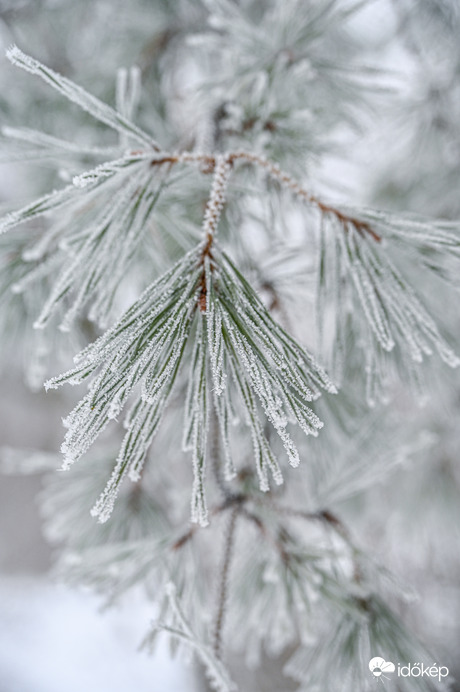 Megérkezett zúzMari , szeretem a csajt 