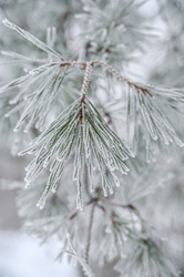 Megérkezett zúzMari , szeretem a csajt 