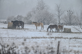 Ködös zúzmarás vidéki romantika 