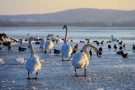 Kikötő melletti party 
