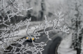 Aki bújt , aki nem jövök . Cseppnyi fèny a szürkeségben. 