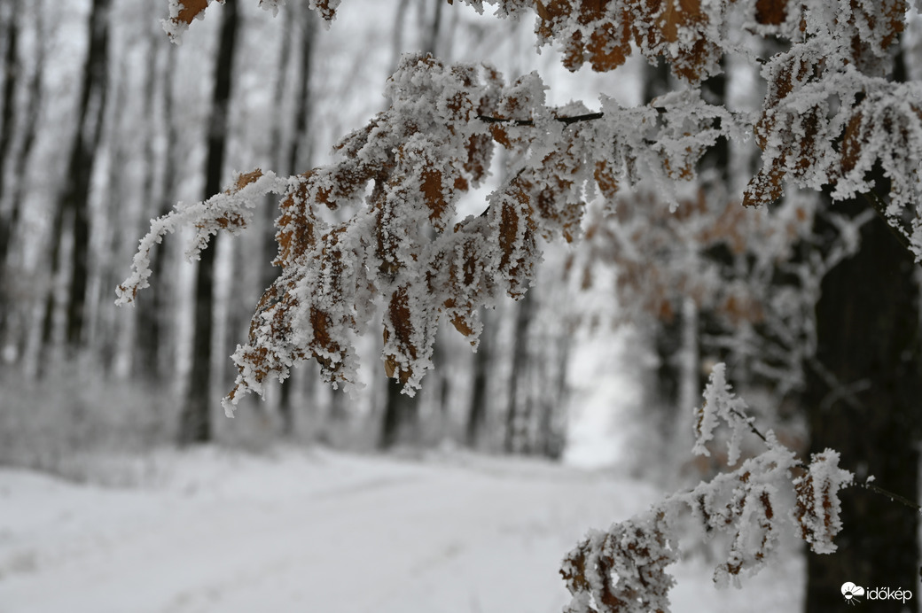 Zúzmarával ölelt fák közt 