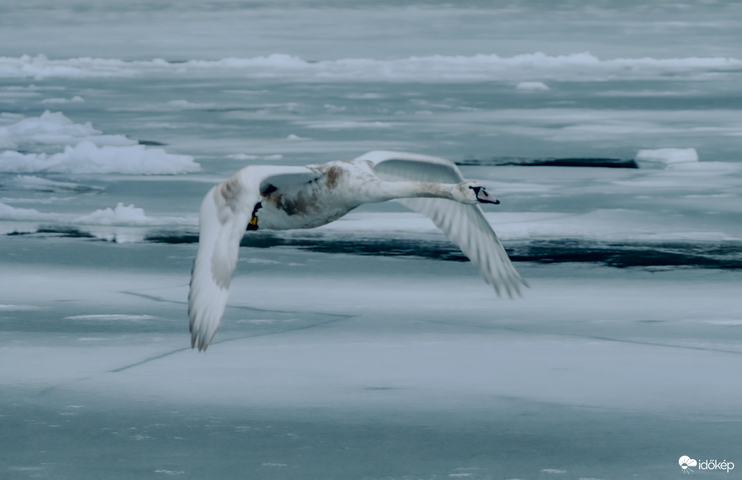 Szárnyalás a jégtáblák felett 