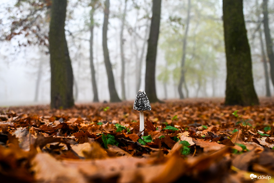 Egy legény van talpon 