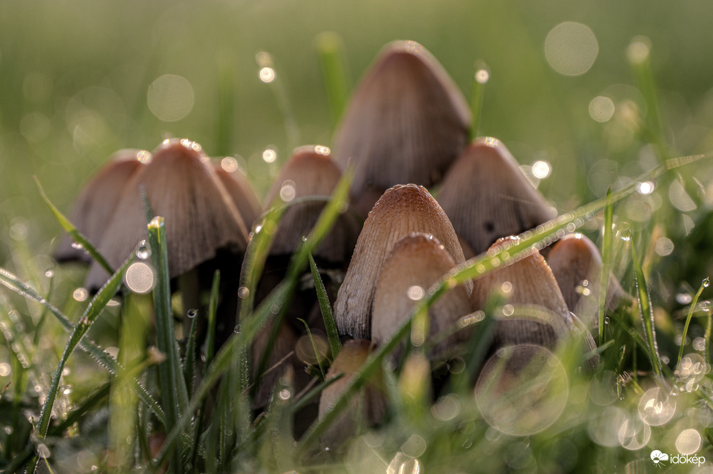 Harmatcseppes piciny kolónia 