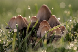 Harmatcseppes piciny kolónia 