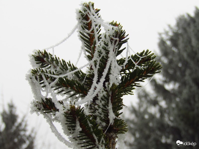 Természet Díszítette