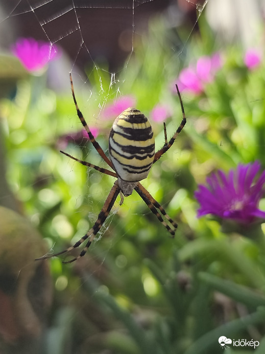 Lajosmizse
