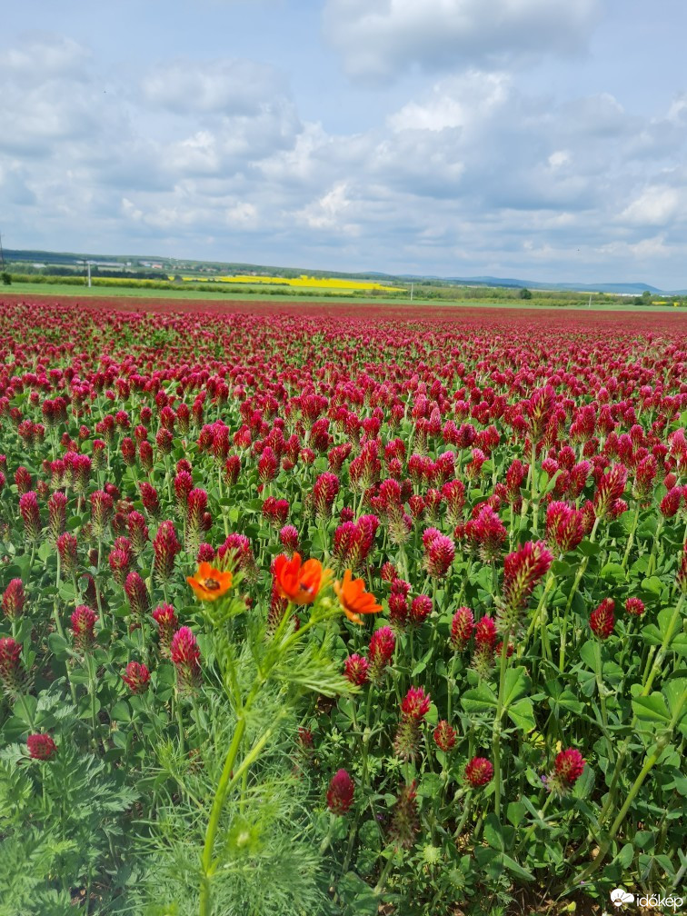 Szentkirályszabadja