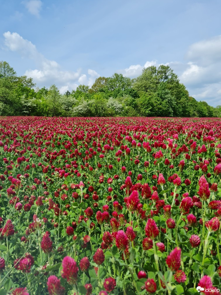 Szentkirályszabadja
