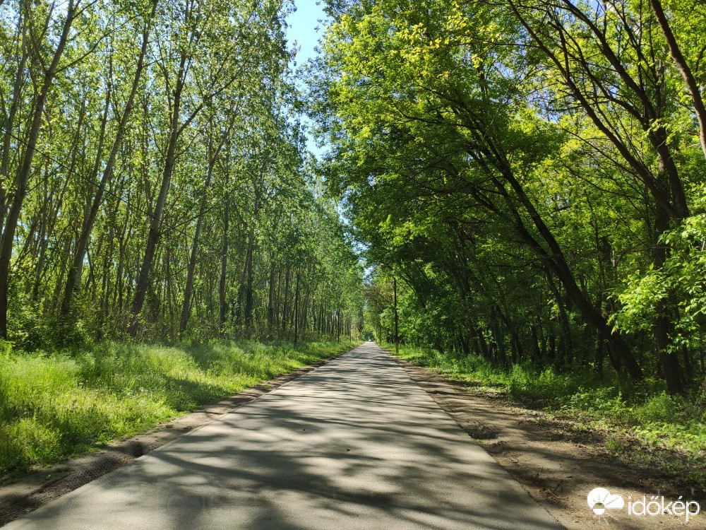 Makó