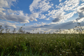 Tavaszi mező 