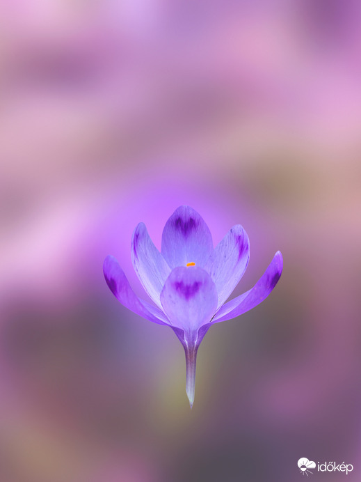 Vitathatatlan tavasz