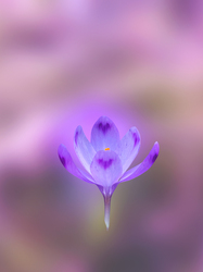 Vitathatatlan tavasz