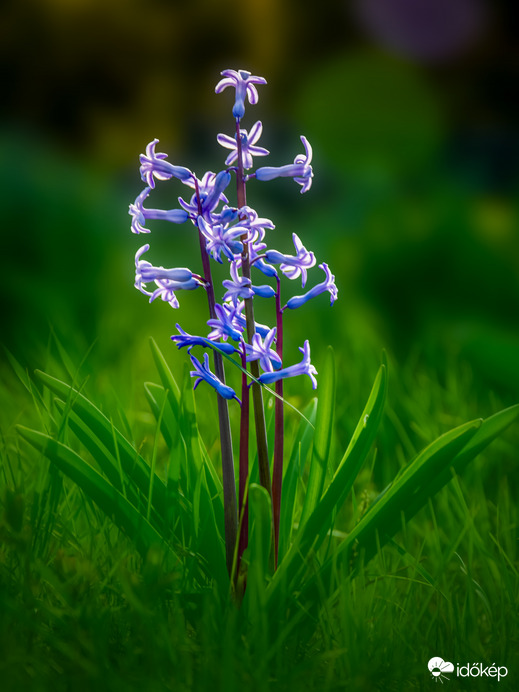 Tavasz virága 
