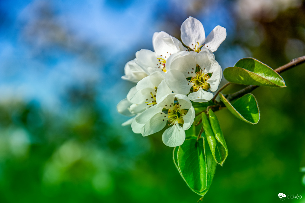 Tavasz virága 