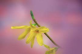 Aranyeső