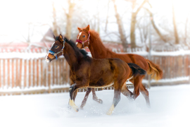 És még mindig a csikók 