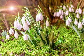 Hóvirágok éjszakája