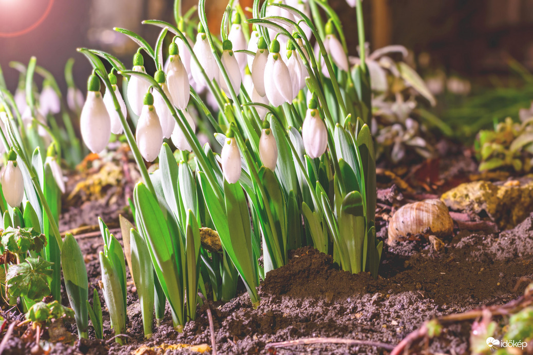 Hóvirágok éjszaka 