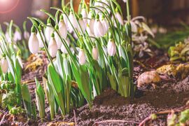 Hóvirágok éjszaka 